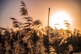 Plumes by Hanno Brand