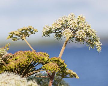 Schermbloem van By Foto Joukje