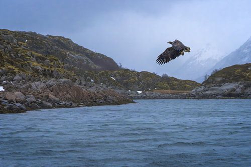 Een majestueuze zeearend zweeft boven de wateren van de Trollfjord