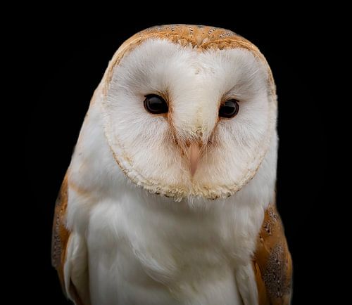 Portrait of a barn owl