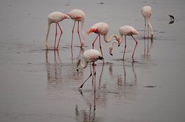 Voedende Flamingo's by Erna Haarsma-Hoogterp