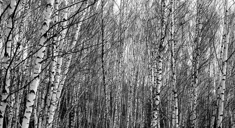 Panorama de la forêt de bouleaux par Thomas Jäger