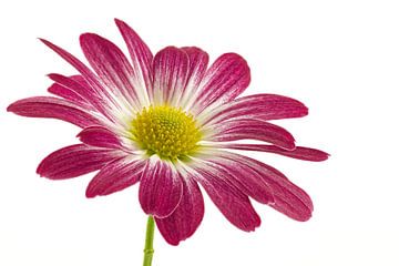 Chrysant / Chrysanthemum van Tanja van Beuningen