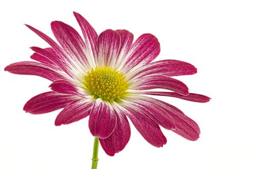 Chrysantheme