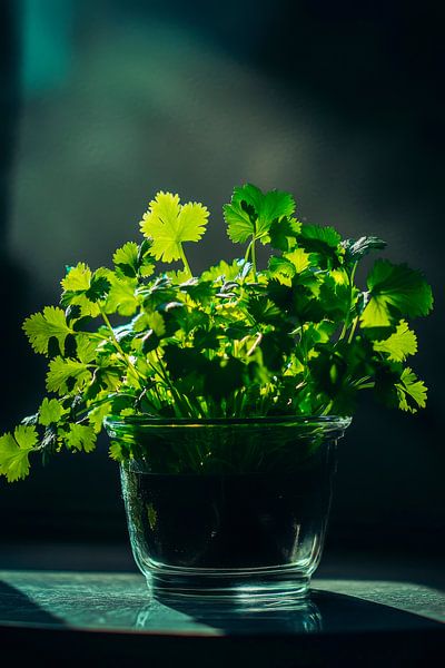 Kräuter im Topf von Poster Art Shop