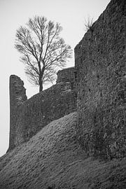 Arbre sur le mur d'un château