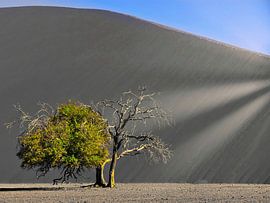 A tree in the desert by Herbert Böck