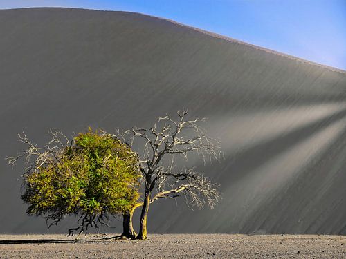 A tree in the desert