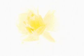 Gelbe Ranunkel in Eis 3