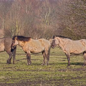 Vier geduldige paarden van Kees Martijn Nix
