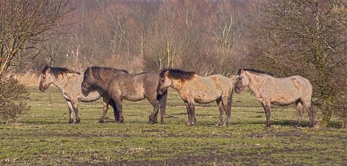 Vier geduldige paarden