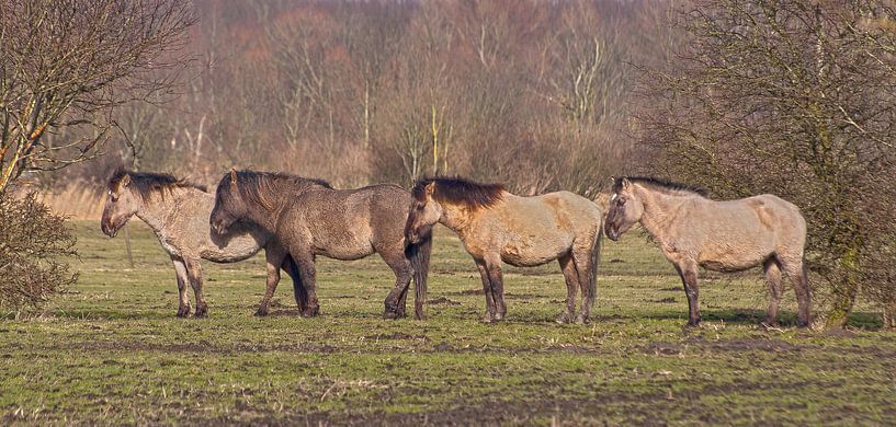Vier geduldige paarden par Kees Martijn Nix