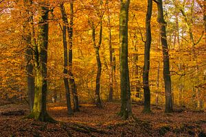 Bach in einem Herbstwald an einem frühen Herbstmorgen