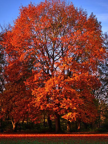 Couleur d'automne par Edgar Schermaul