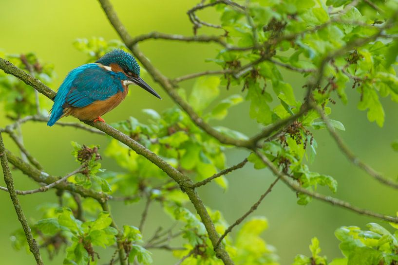 Kingfisher photographed in the Throw by Jeroen Stel