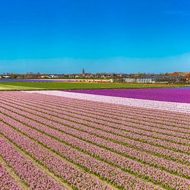 Champ de bulbes rouges, blancs et violets, Hillegom, , Hollande méridionale, Pays-Bas sur Rene van der Meer