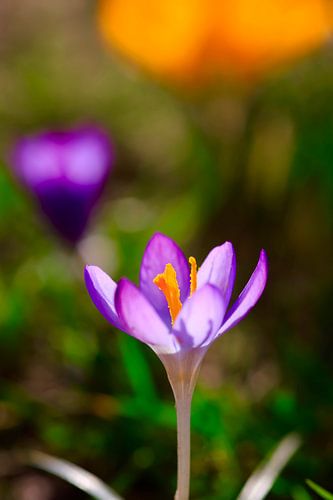 Fascinating crocus blossom, spring awakening