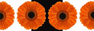 Créatif avec un Gerbera blanc noir et blanc
