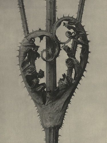 Botanical print : Dandelion by Affect Fotografie