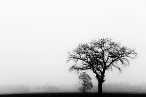 Un arbre solitaire dans le brouillard sur Francis Dost