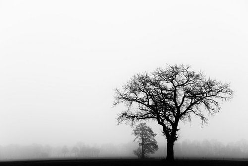 Eenzame boom in de mist