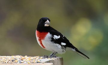 Een kardinaal met roze borsten bij de kribbe van Claude Laprise