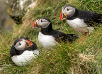 Papagaaiduikers in IJsland