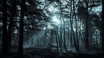 Lichtstralen door het bos in de vroege ochtend