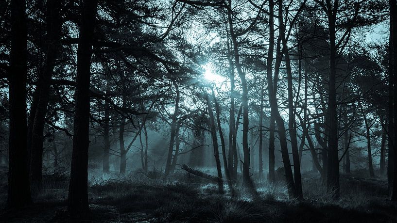 Lichtstralen door het bos in de vroege ochtend van Tom Holmes