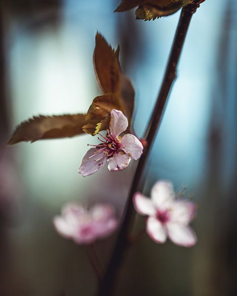 Blossom by Pim Haring