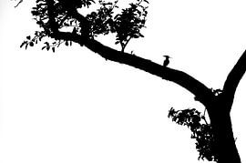 Hop by Marcel van Kammen