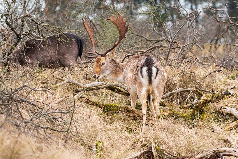 Fallow deer AWD by Merijn Loch
