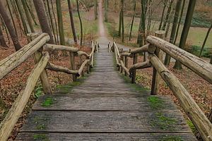 De trap naar prachtige plaatsen in het bos van Robby's fotografie