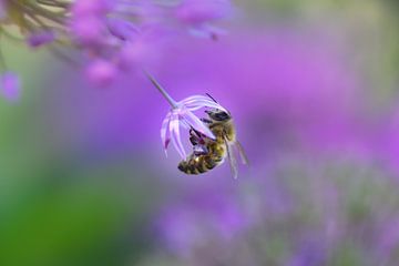 Abeille à miel en violet sur Marcel Versteeg