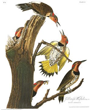 Golden-Winged Woodpecker