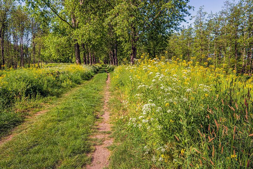 Sandweg mit blühenden Wildpflanzen im Frühling von Ruud Morijn