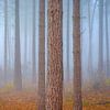 Pine forest in fog by Johan Vanbockryck