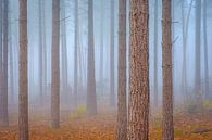 Pine forest in fog by Johan Vanbockryck thumbnail