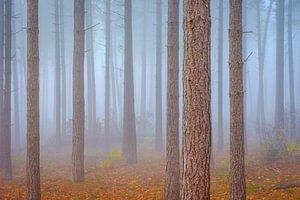 Forêt de pins dans le brouillard sur Johan Vanbockryck