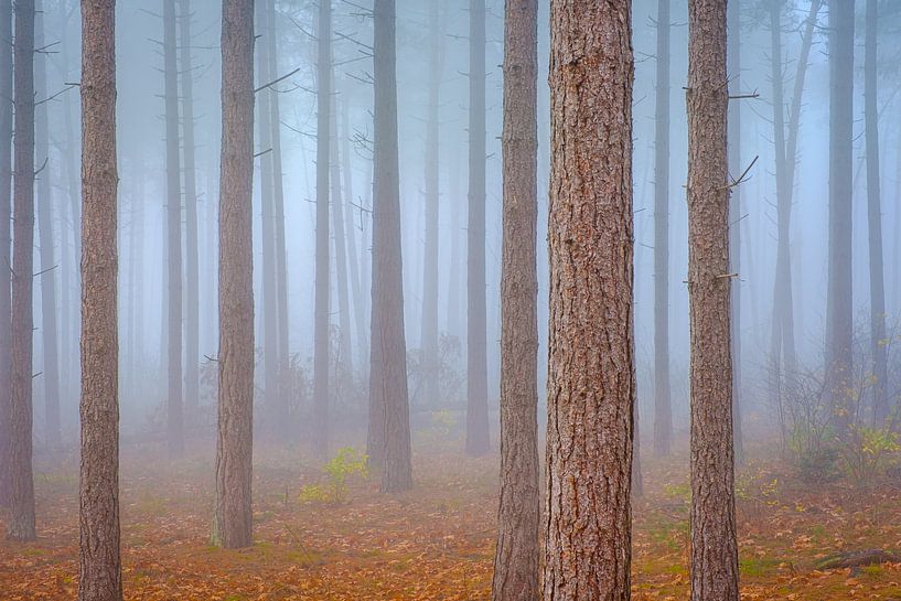 Pine forest in fog by Johan Vanbockryck