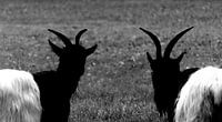 geiten in zwart wit van joyce kool thumbnail