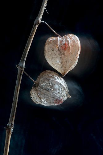 Tanzende Laternenpflanze von Remke Spijkers