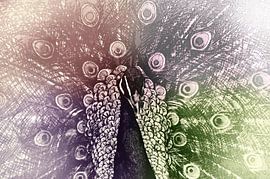 Colored peacock by Michar Peppenster