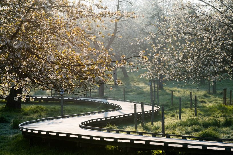 Blossom Alden Biesen par Maarten Honinx