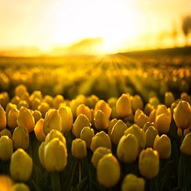 Tulips in the golden hour by Jim Looise