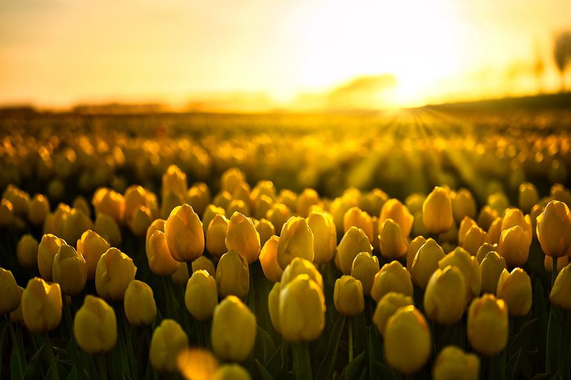 Tulipes à l'heure dorée par Jim Looise