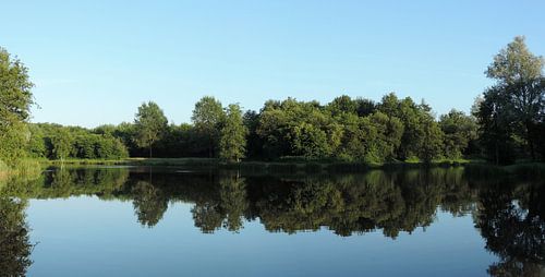 Bomen spiegelend in een visvijver, Hollandscheveld.