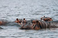 Hippos