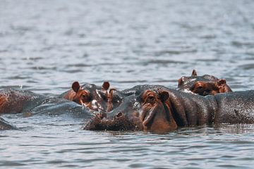 Hippopotames sur G. van Dijk