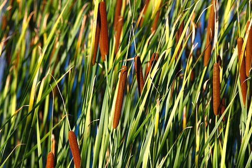 Reeds